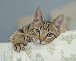 Pazury kota - wszystko, co musisz wiedzieć