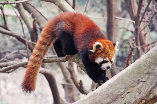 ailurus fulgens