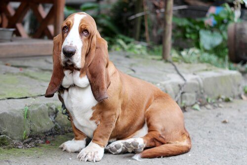 Basset hound, psy tropiące
