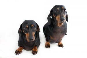 Zwierzęta transgeniczne w świetle prawa