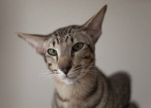 Kot orientalny - poznaj bliżej tę rasę