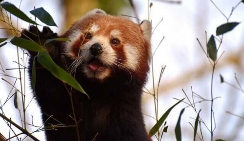 pandka ruda na drzewie