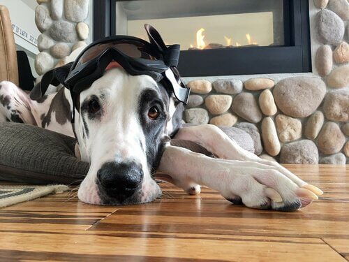 Pies z goglami na głowie