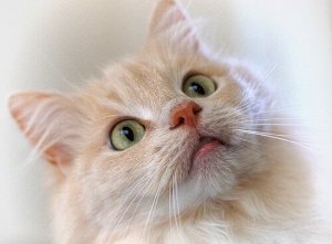 Tresura kotów za pomocą klikera