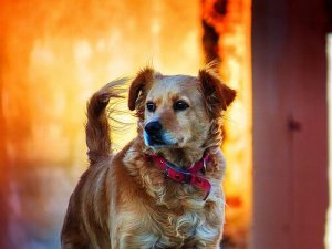 Prawa zwierząt - ogólne informacje na ten temat