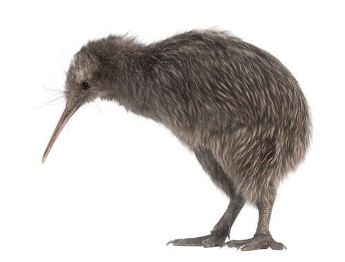 ptak kiwi