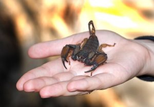 Ukąszenie skorpiona – co robić?