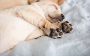 Wilcze pazury: dlaczego dogi angielskie je mają?