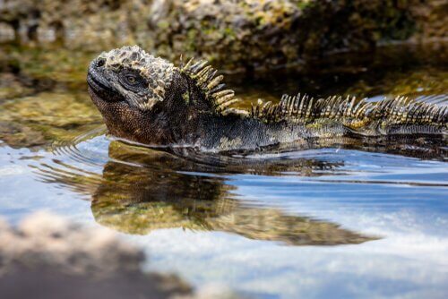 wyspy galapagos - iguana