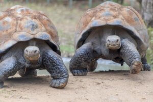 Wyspy Galapagos i dzikie zwierzęta tam żyjące