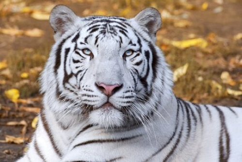 Biały tygrys - zwierzęta w Feng Shui