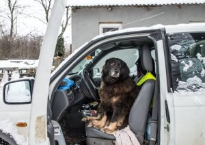 Co robić, gdy pies boi się samochodów
