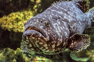 Granik wielki: cechy i środowisko naturalne
