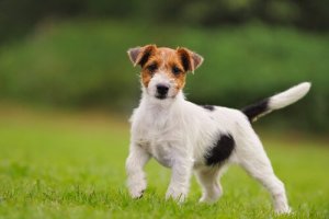 Rasy terierów: 5 ras terierów i ich podobieństwa