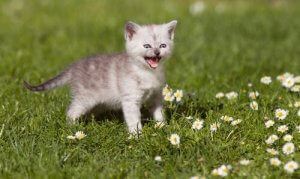 Miauczenie kotów - wszystko na ten temat