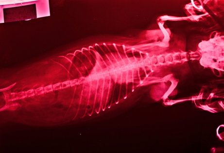 Obraz prześwietlenia psa