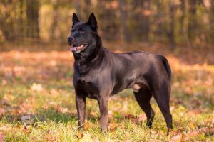 Thai Ridgeback: pies z grzebieniem na grzbiecie