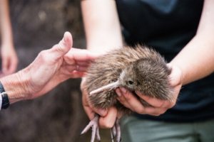 Ptak Kiwi uratowany przed wyginięciem