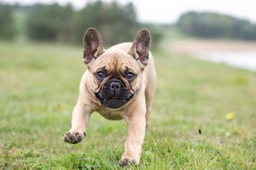 Szczeniak buldog - molosy