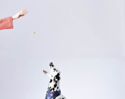 dalmatyńczyk przekąski