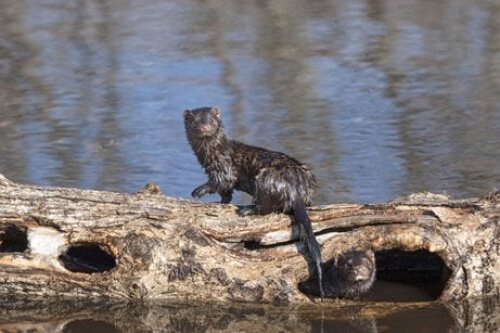 Zwierzę futerkowe na wolności