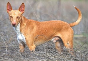 Hiszpański Podenco: stworzony do polowania
