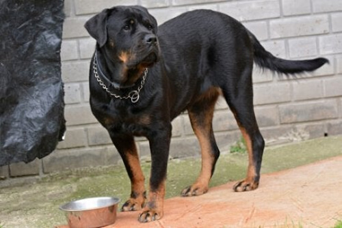 Rottweiler z obrożą 