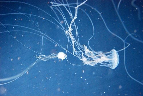 Osa morska wśród najbardziej śmiercionośnych zwierząt świata