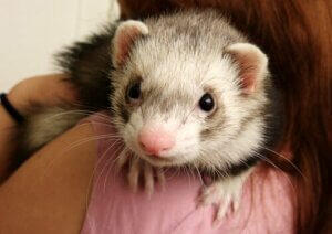 Zachowanie fretki - wszystko, co musisz wiedzieć na ten temat