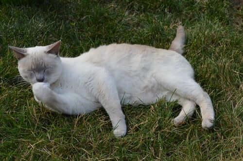 kot na trawie, różnice między psem