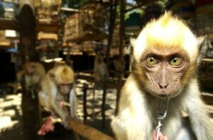 Nielegalny handel zwierzętami w Hiszpanii