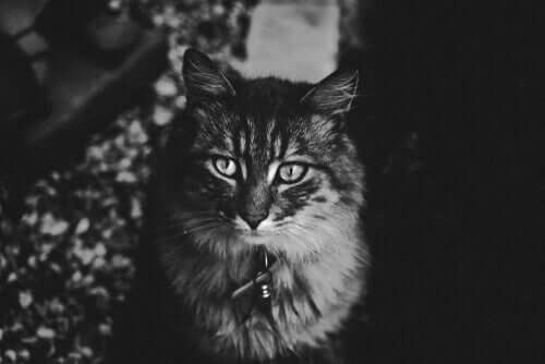 nocny wzrok kota – dlaczego kot biega jak szalony