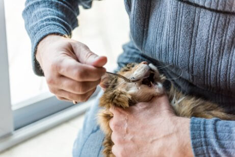 oliwa z oliwek dla zwierząt