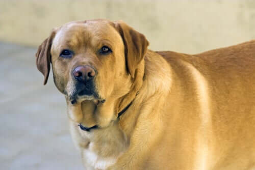 pies i produkty z kurkumą