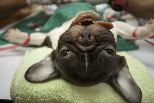 rodzaje znieczuleń dla zwierząt