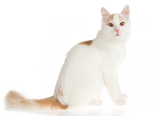 Największe rasy kotów