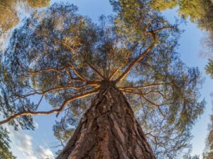 Zwierzęta i rośliny, które nigdy nie umierają