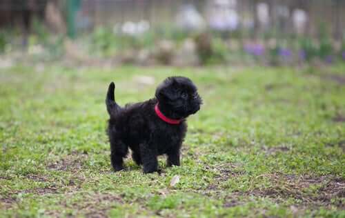 Psy na wymarciu: affenpinscher