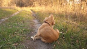Alergie u psów: przyczyny i objawy