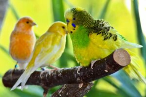 Które ptaki są najlepszymi zwierzętami domowymi?