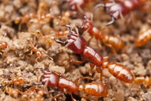 Śmiercionośne owady - poznaj niebezpieczne insekty
