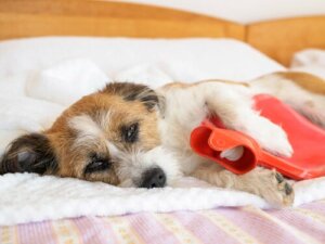 Ból brzucha u psów: oznaki i objawy