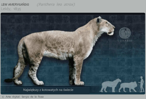 Lew amerykański, wymarłe koty