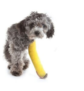 Psy małych ras, które kuleją - poznaj je