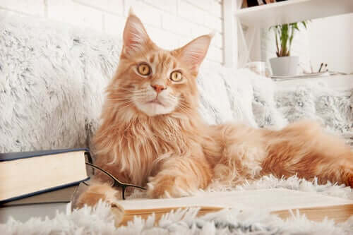 Maine Coon
