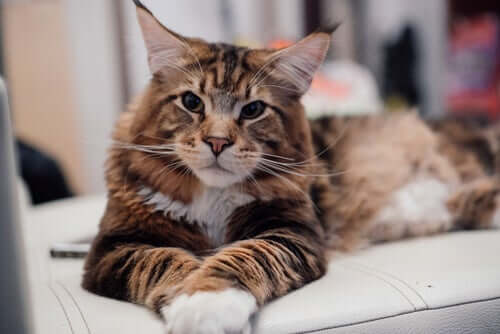Maine Coon - cechy charakterystyczne i opieka