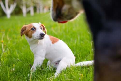 mały biały pies w łaty