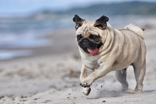 Mops na plaży