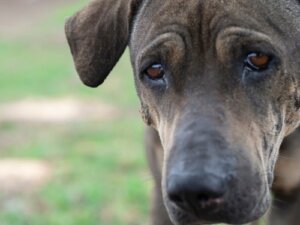 Psy potrafią płakać jak ludzie? Co mówi nauka?