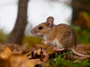Feromony - dlaczego są ważne w świecie zwierząt?